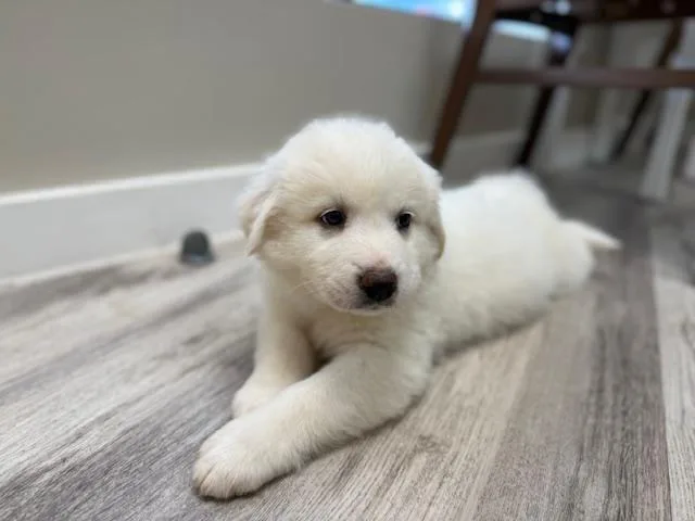 Great Pyrenees Mix Puppies!