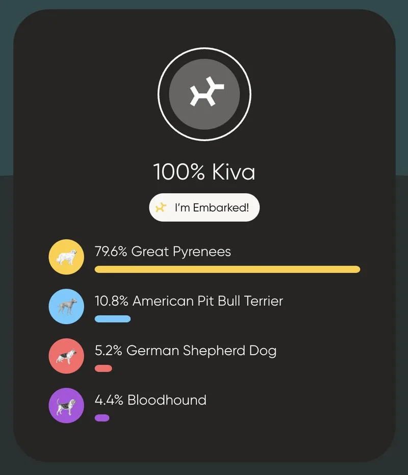 Saint Bernardgreat Pyrenees Mix thumbnail 4