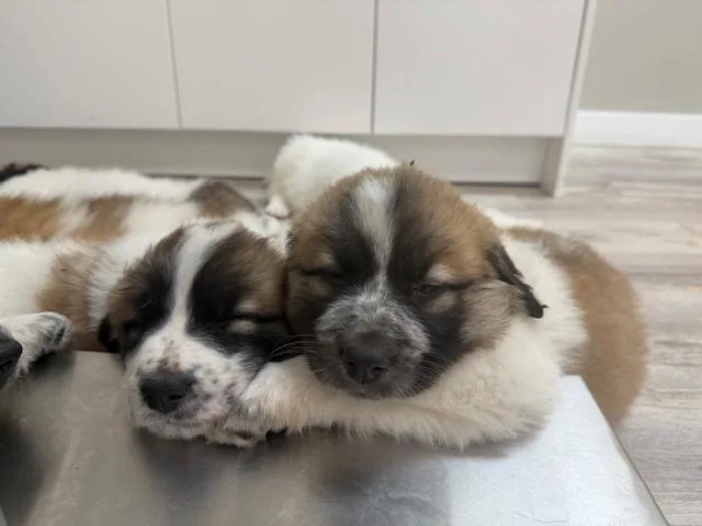 Saint Bernardgreat Pyrenees Mix thumbnail 5