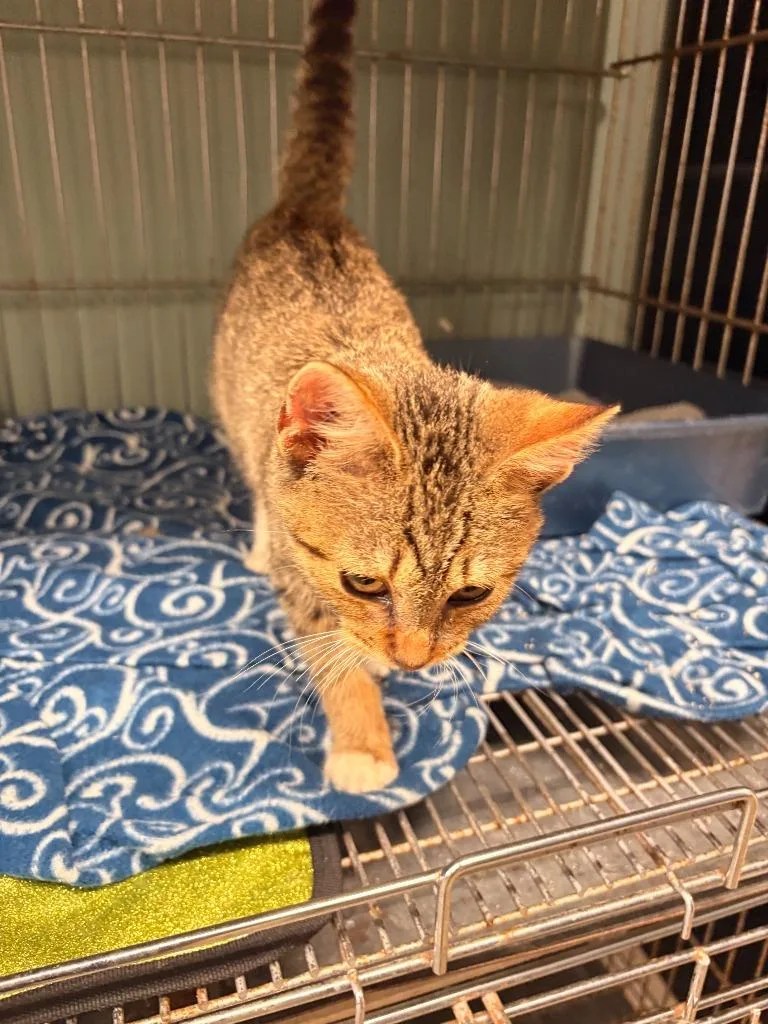 A baby large-sized male Domestic Short Hair cat named Baker for adoption in Rensselaer, IN