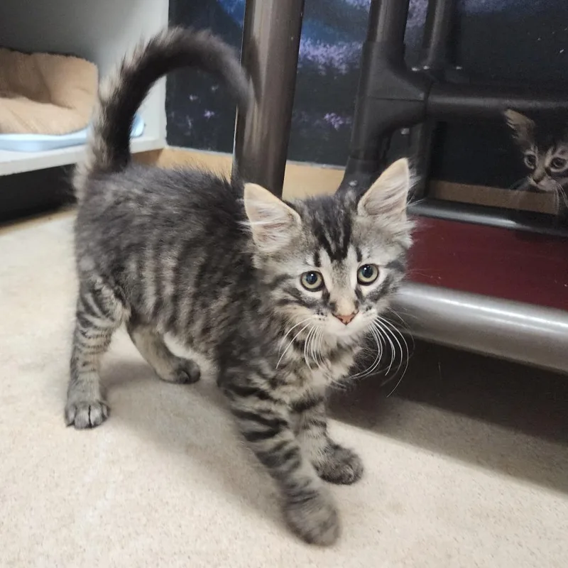 A baby small-sized female Gray / Blue / Silver Domestic Medium Hair cat named Dixie for adoption in Dixon, IL