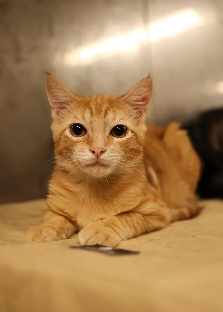 A baby medium-sized male Orange / Red Domestic Short Hair cat named Ritz for adoption in Mira Loma, CA