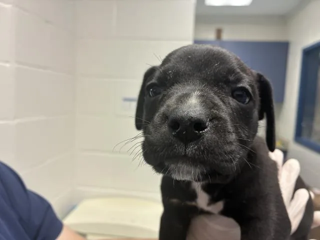 A baby small-sized male Mixed Breed dog named Otto Rocket for adoption in Pensacola, FL
