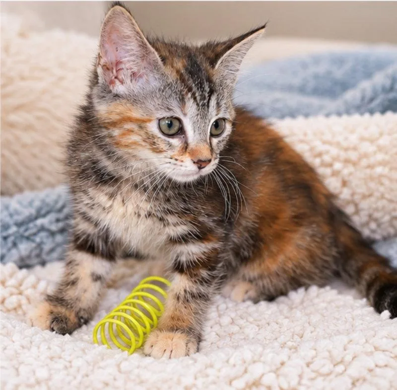 A young medium-sized female Torbie cat named Sorel for adoption in Knoxville, TN