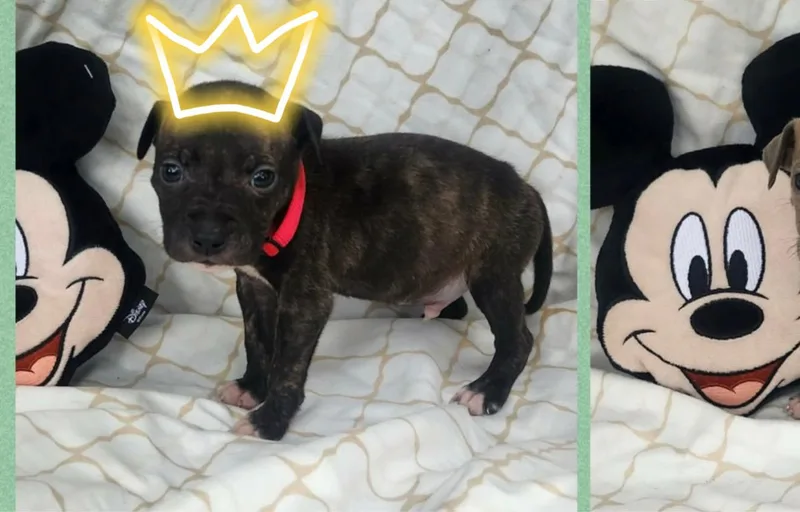 A baby medium-sized male Bicolor Boxer dog named Fitz for adoption in White Lake, MI