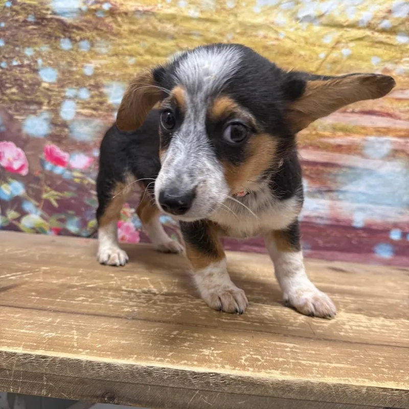 A baby small-sized female Black Corgi dog named Mercedes for adoption in Normal, IL
