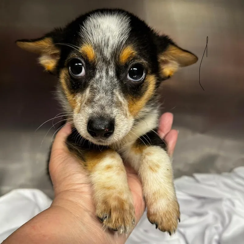 Mercedes thumbnail 2