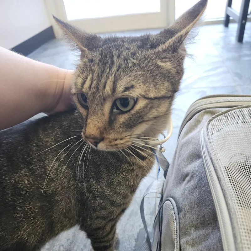 An adult medium-sized male Brown / Chocolate Domestic Short Hair cat named Tommy for adoption in Clearwater, FL