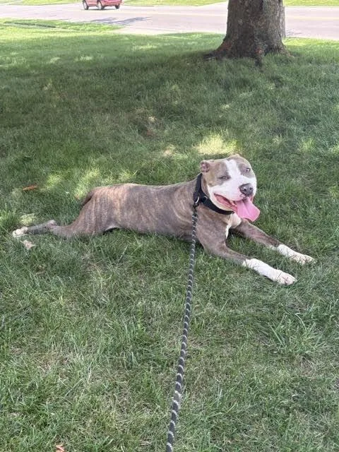 An adult large-sized male Brindle Mixed Breed dog named Mallard for adoption in Cincinnati, OH
