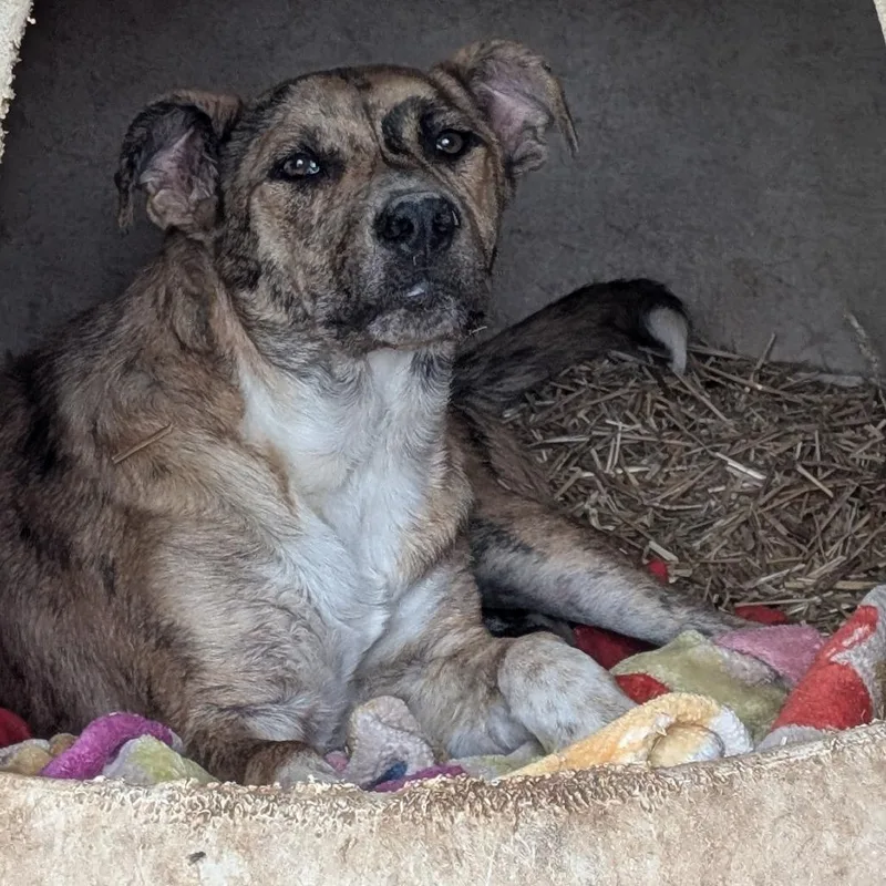A young large-sized female Brindle Catahoula Leopard Dog dog named Auburn for adoption in Buchanan Dam, TX
