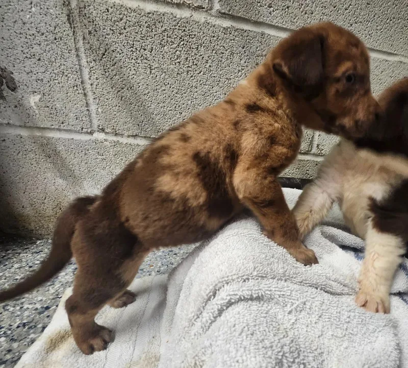 A baby medium-sized male Shepherd dog named Horizon for adoption in Athens, AL
