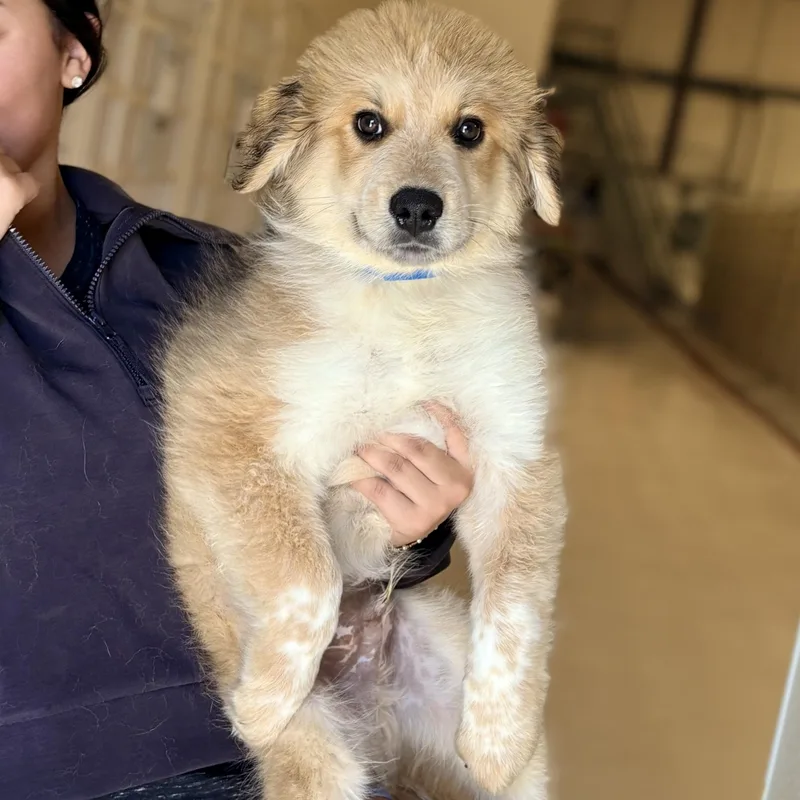 A baby large-sized male Great Pyrenees dog named Apollo for adoption in Chicago, IL