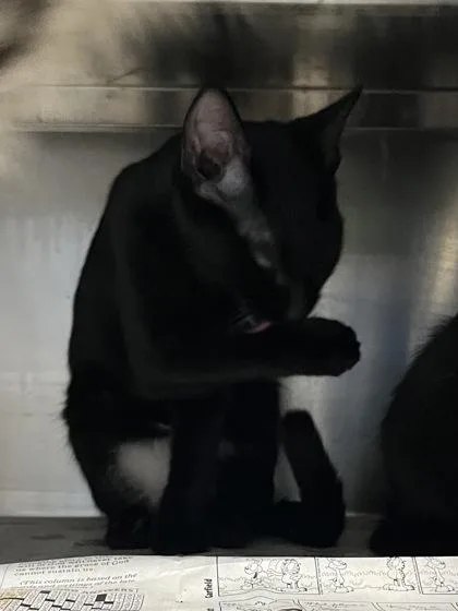 A baby small-sized female Domestic Short Hair cat named Rockette $ for adoption in Seneca, SC