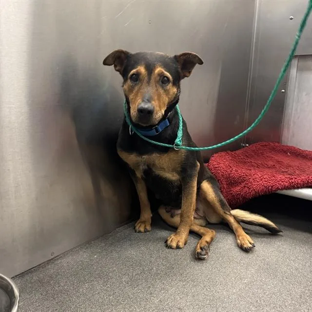 A senior medium-sized female Mixed Breed dog named Luna for adoption in Dallas, TX