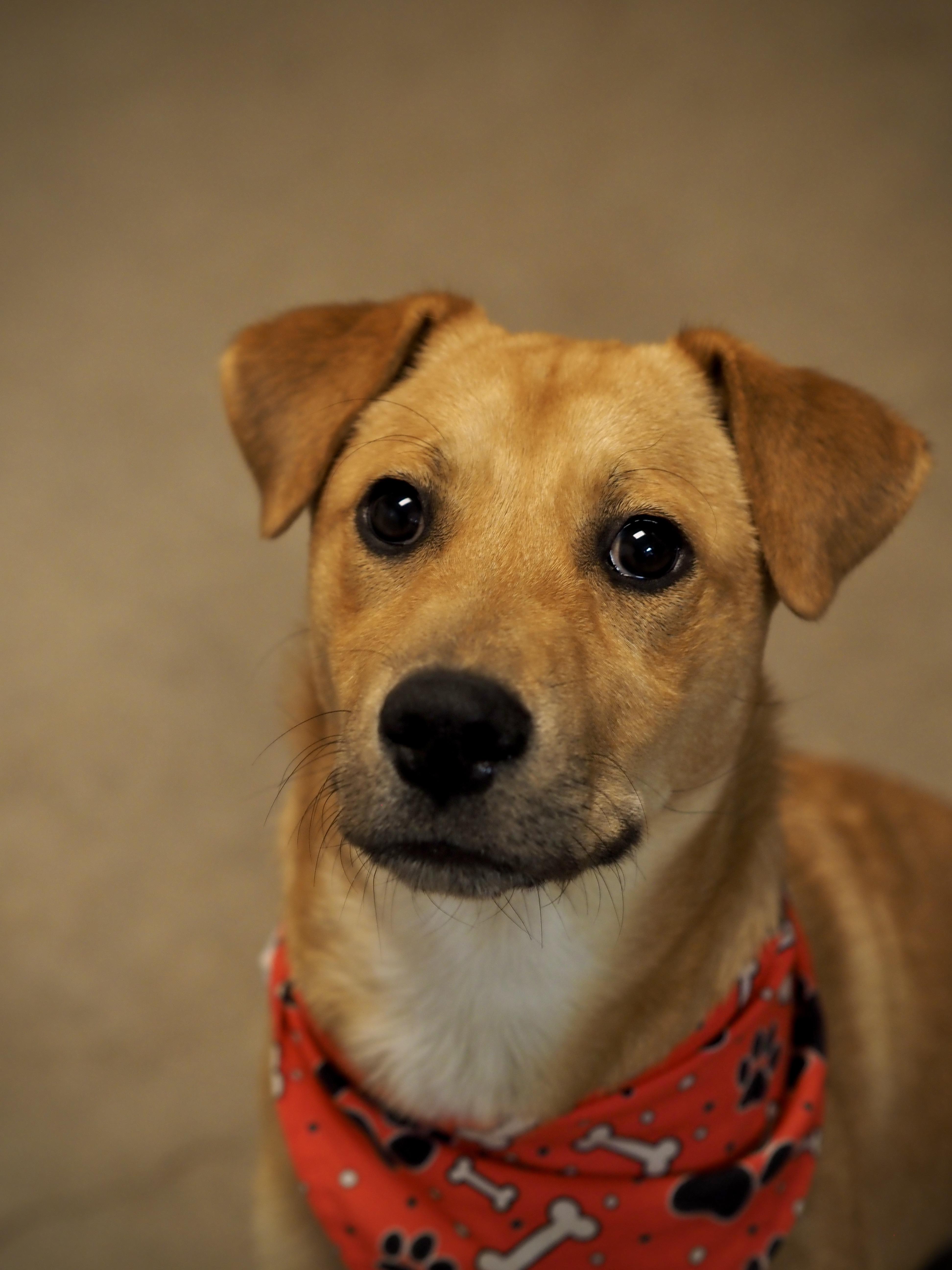 A baby medium-sized female Golden Mixed Breed dog named May for adoption in Buena Vista, CO