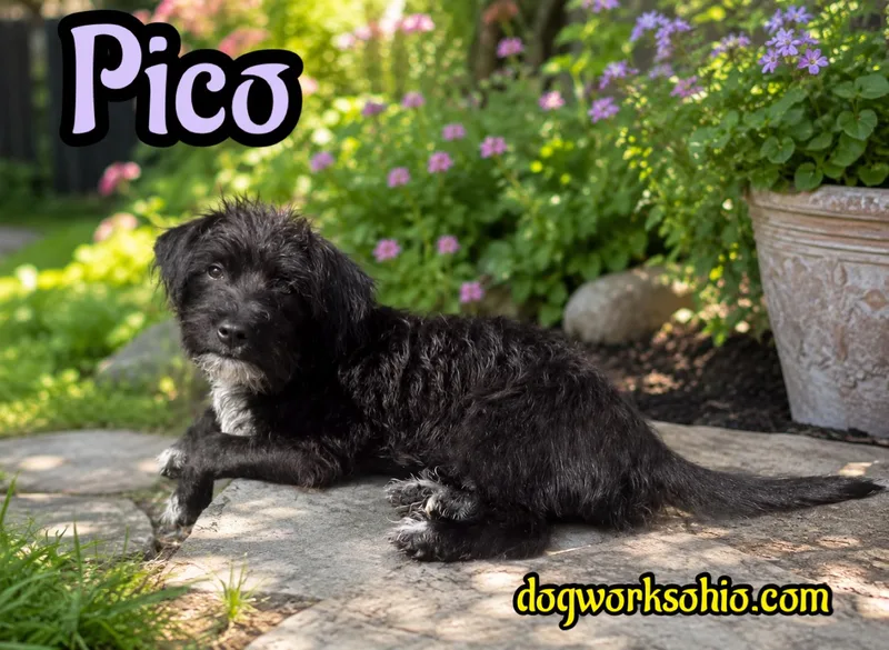 Pico