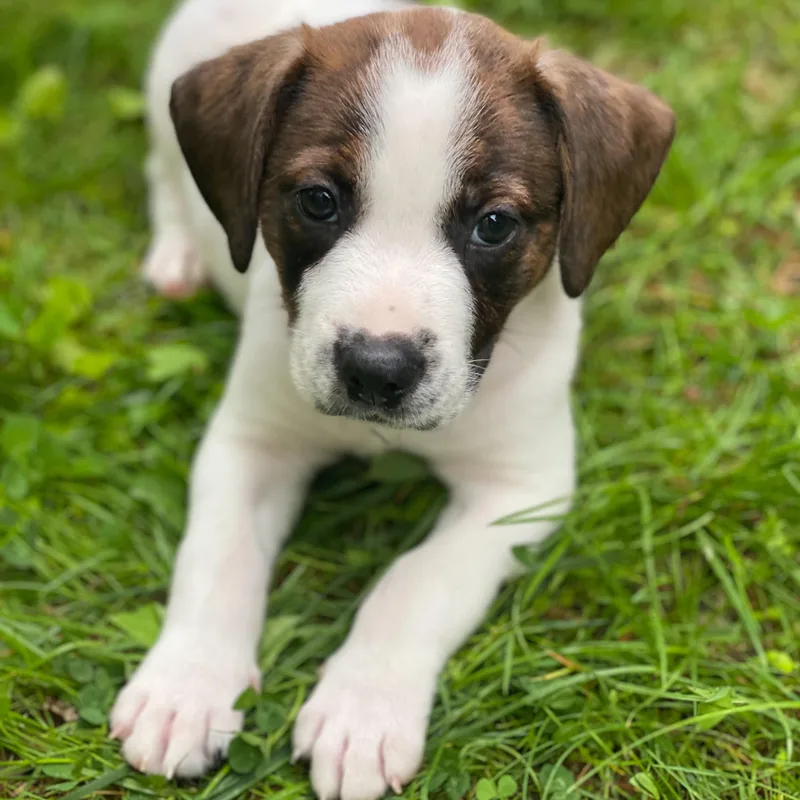 A young medium-sized male Mixed Breed dog named Spanky for adoption in Alma, MI