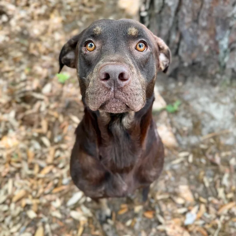 An adult large-sized male Brown / Chocolate Mixed Breed dog named Oliver for adoption in Milton, FL