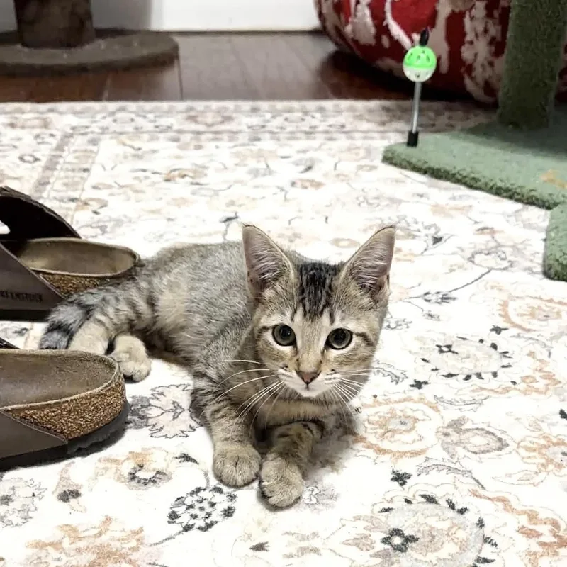 A baby medium-sized female Tabby cat named Purrfect Edna for adoption in Burlington, NC