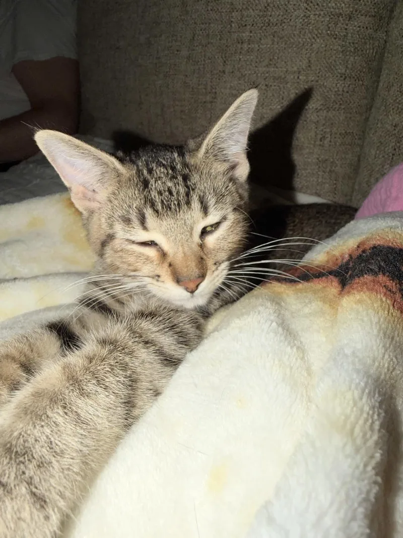 Purrfect Edna thumbnail 2