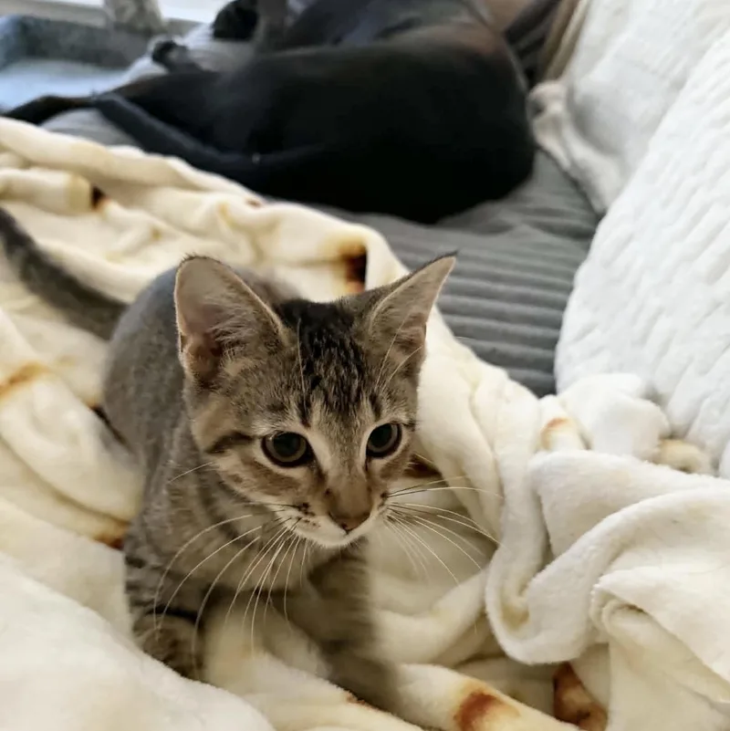 Purrfect Edna thumbnail 3