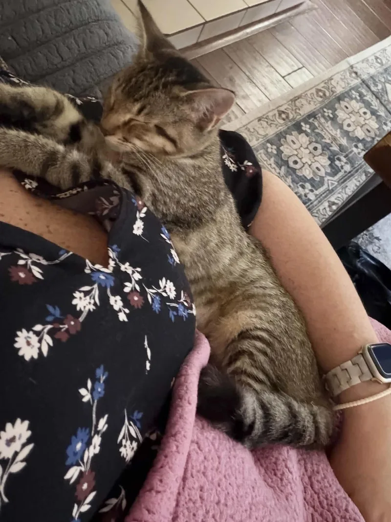 Purrfect Edna thumbnail 4