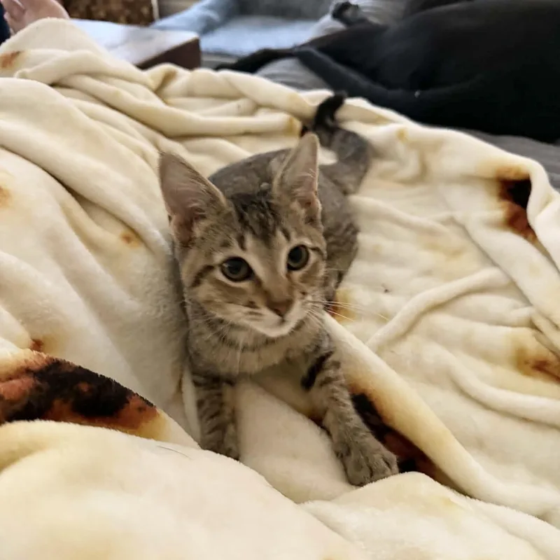 Purrfect Edna thumbnail 5