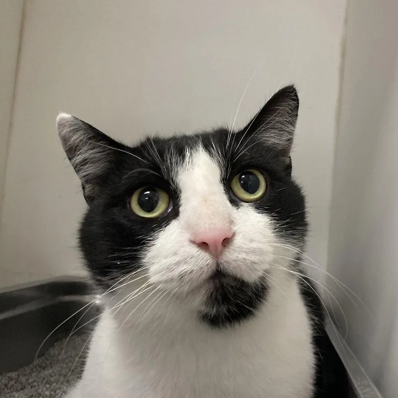 An adult medium-sized male Domestic Short Hair cat named Koi for adoption in New Castle, DE