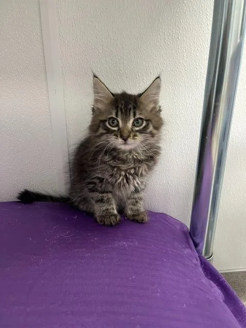 A baby medium-sized male Domestic Long Hair cat named Groot for adoption in Minot, ND