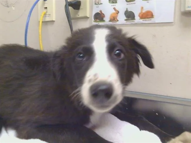A baby small-sized male Border Collie dog named Donny for adoption in Sacramento, CA
