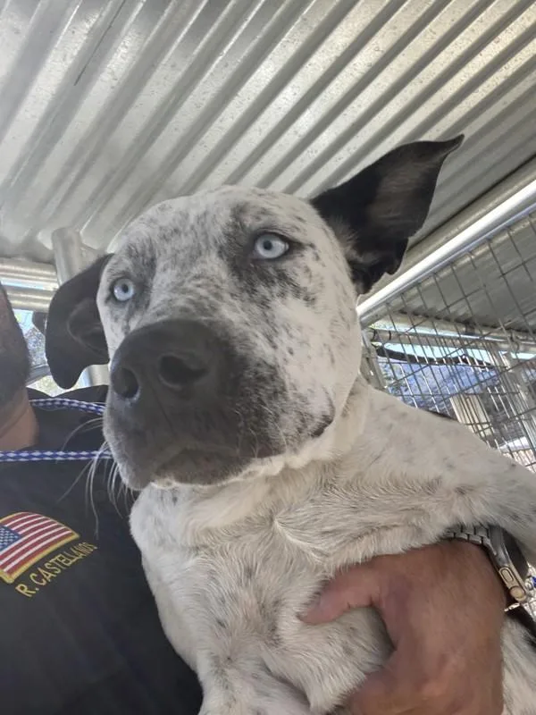 A young large-sized male Pit Bull Terrier dog named Happy for adoption in Victorville, CA
