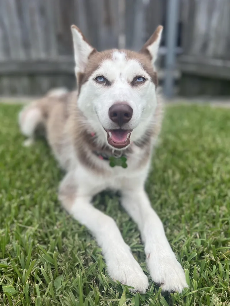 A baby medium-sized female Red / Chestnut / Orange Siberian Husky dog named Sheba for adoption in Seville, OH