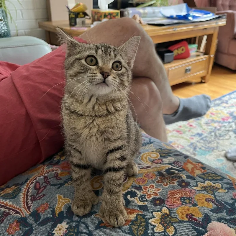 A baby small-sized female Brown / Chocolate Domestic Short Hair cat named Chamomile for adoption in St. Paul, MN