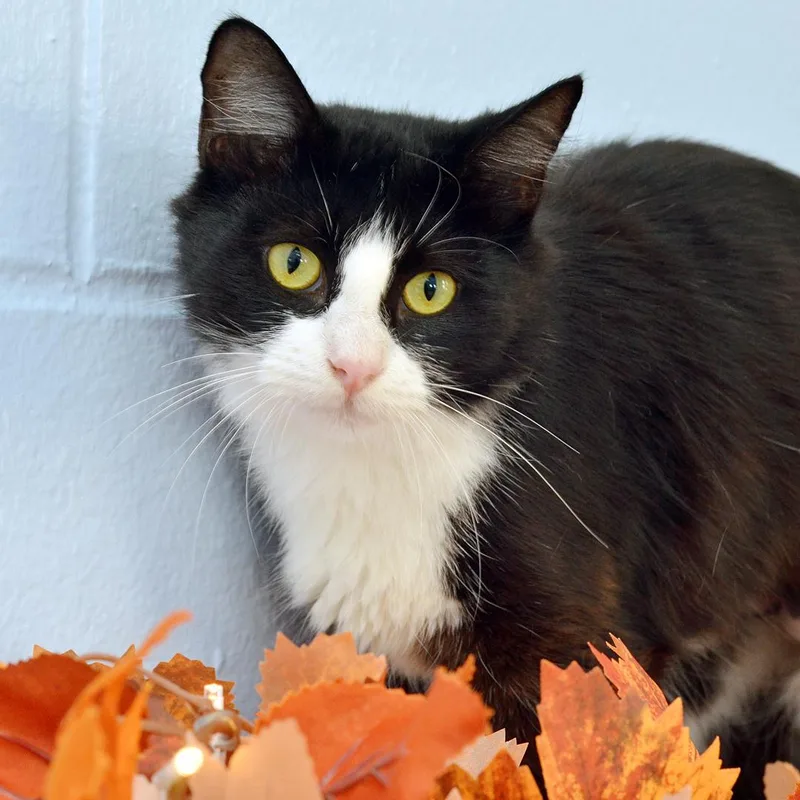 An adult medium-sized female Black & White / Tuxedo Domestic Medium Hair cat named Dandelion for adoption in Sanford, FL