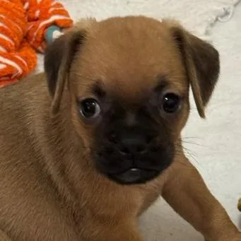 Sampson