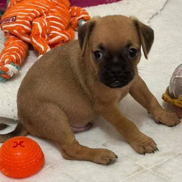 Sampson thumbnail 3