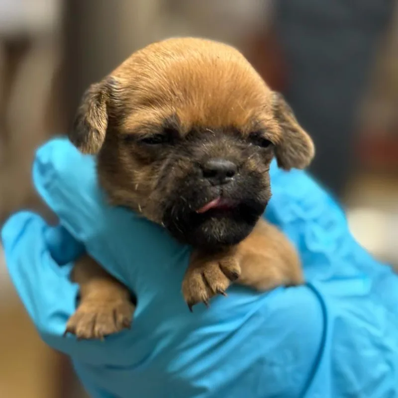 Sampson thumbnail 4