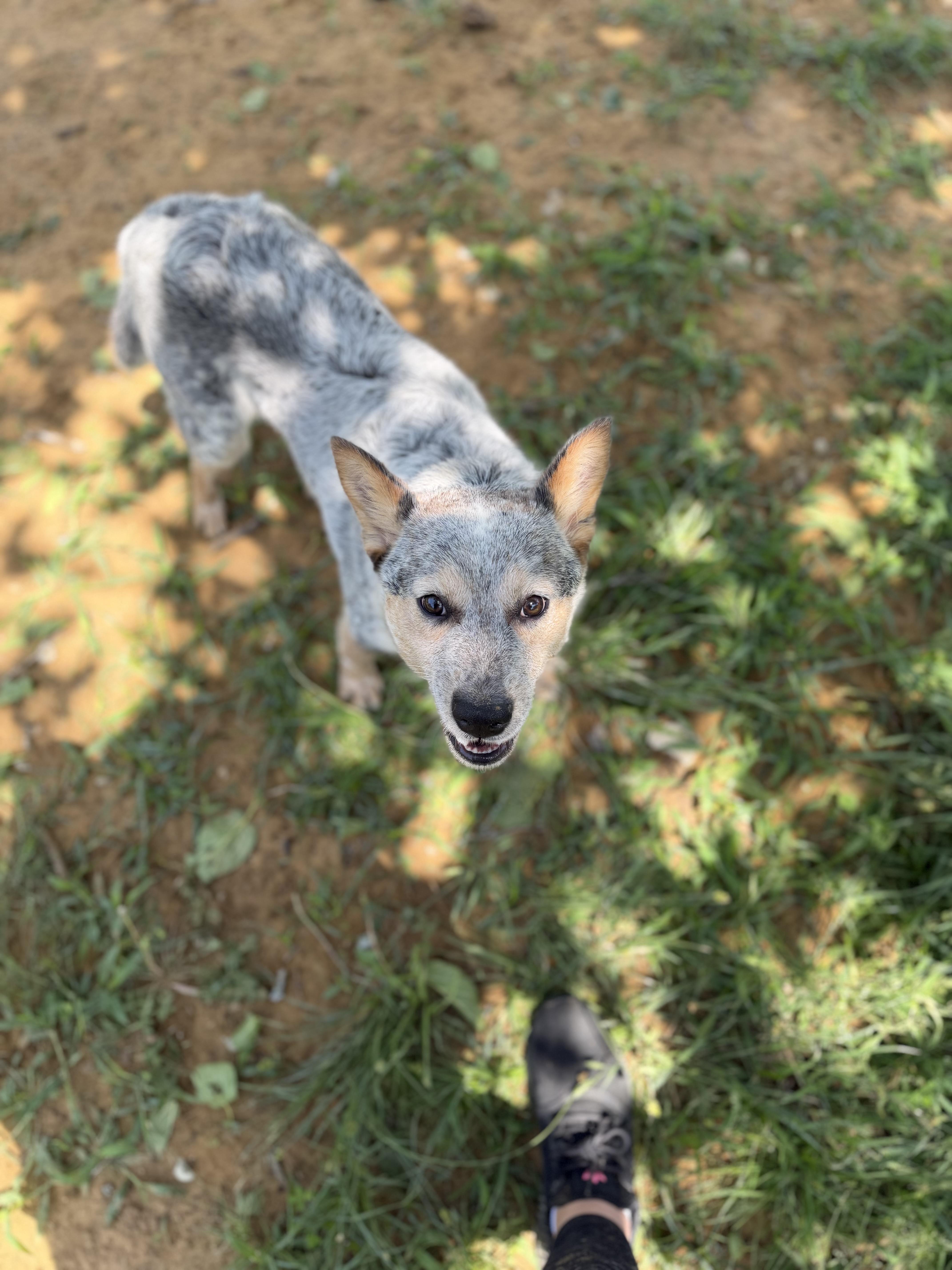 A young small-sized male Australian Cattle Dog / Blue Heeler dog named Lobo for adoption in Denison, TX