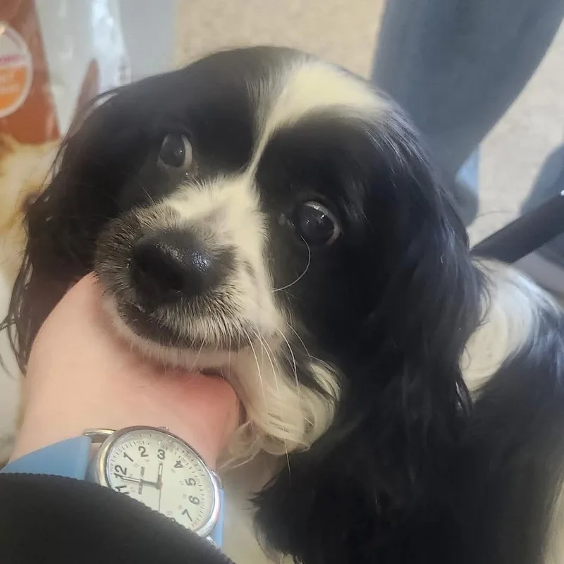 A senior small-sized female Black Cavalier King Charles Spaniel dog named Shyanne for adoption in Shawnee, KS