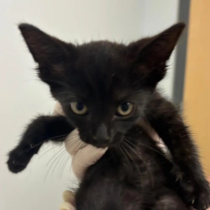 A baby small-sized female Black Domestic Short Hair cat named Boeing for adoption in Jacksonville, FL