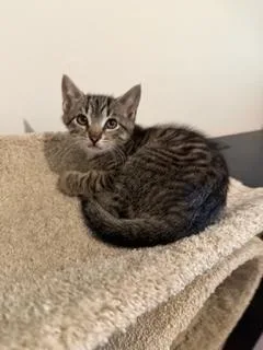 A baby small-sized male Brown / Chocolate Domestic Short Hair cat named Tiger for adoption in Oradell, NJ