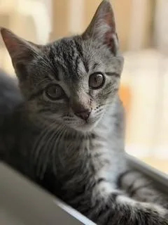 Tiger thumbnail 2