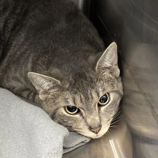 An adult medium-sized male Gray / Blue / Silver Domestic Short Hair cat named Tropicana for adoption in Davenport, IA