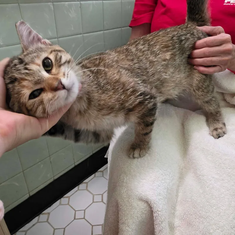 A baby medium-sized female Torbie Domestic Short Hair cat named Donita for adoption in Chicago, IL