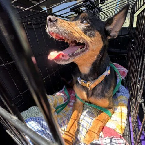 An adult small-sized male Miniature Pinscher dog named Rocket for adoption in Glendale, AZ