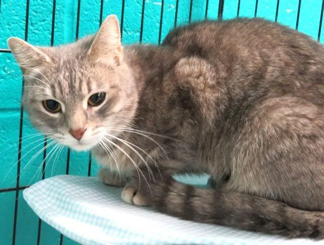 An adult medium-sized female Domestic Short Hair cat named Squiky for adoption in Oklahoma City, OK
