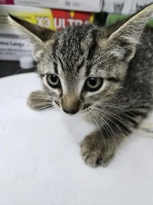 A baby small-sized female Domestic Short Hair cat named Wanda for adoption in Gainesville, FL