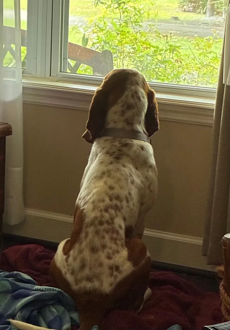 A young medium-sized female White / Cream Basset Hound dog named Gracie for adoption in Auburndale, FL