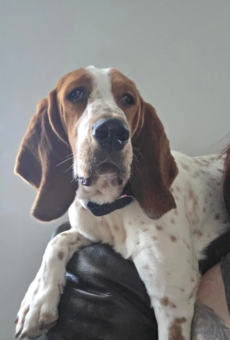 Gracie thumbnail 2