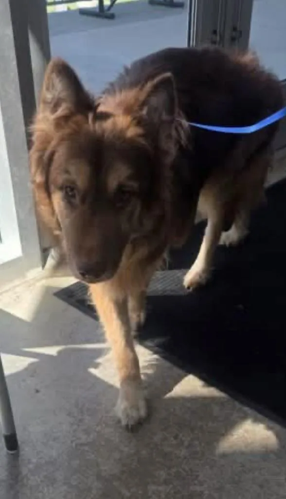 A young large-sized male Brown / Chocolate German Shepherd Dog dog named Grant for adoption in Brookfield, CT
